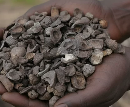 Maersk Nigeria Suspends Palm Kernel Shell Exports Over Infestation Concerns